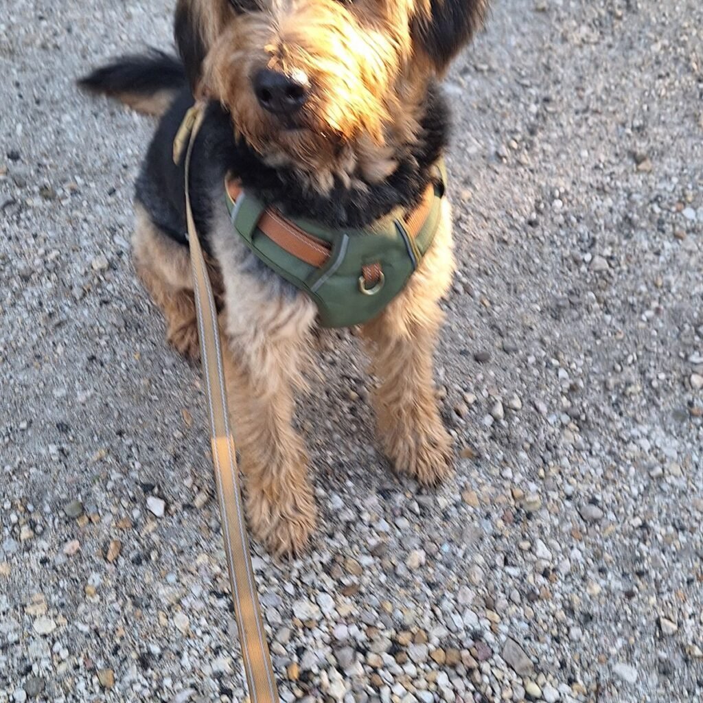 Kínai Shar Pei 234 Kép #1 a Ilona V. képből