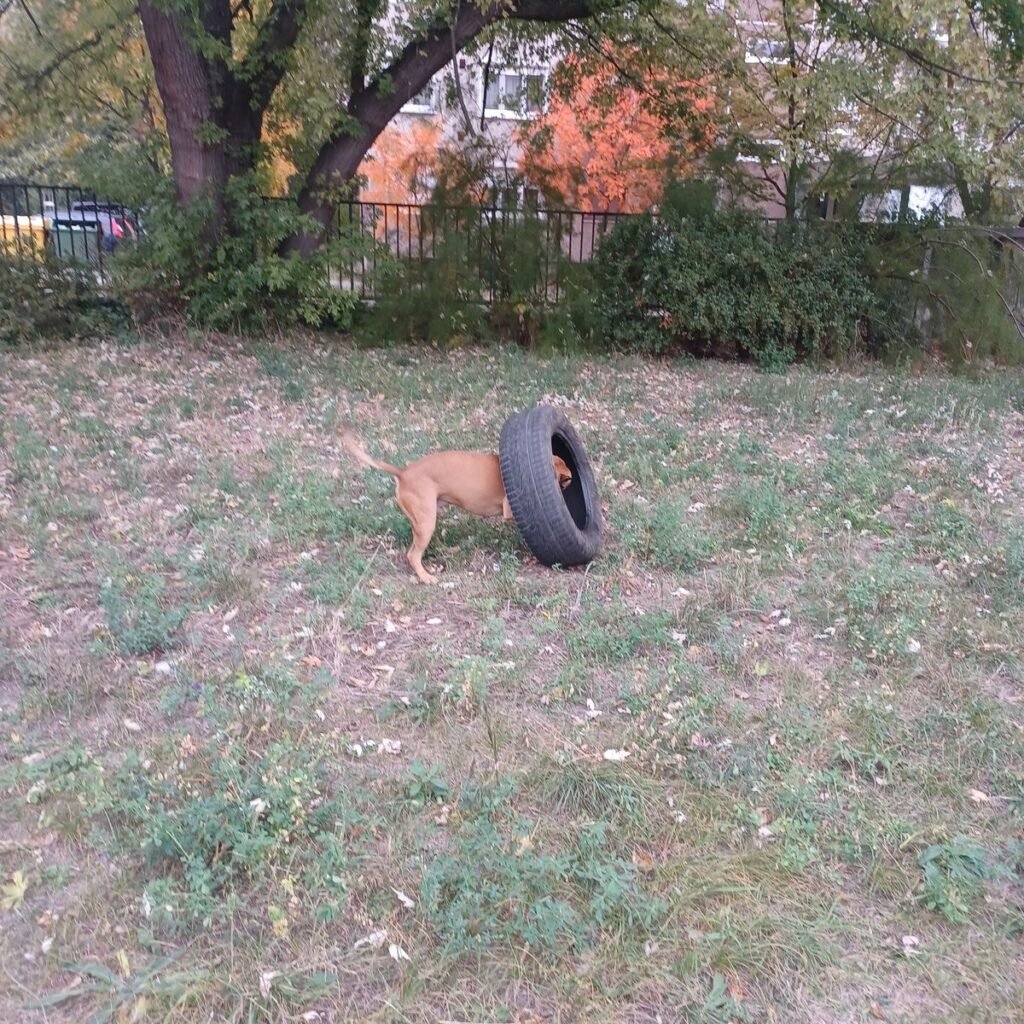 Golden retriever 238 Kép #1 a Margit Lukács képből