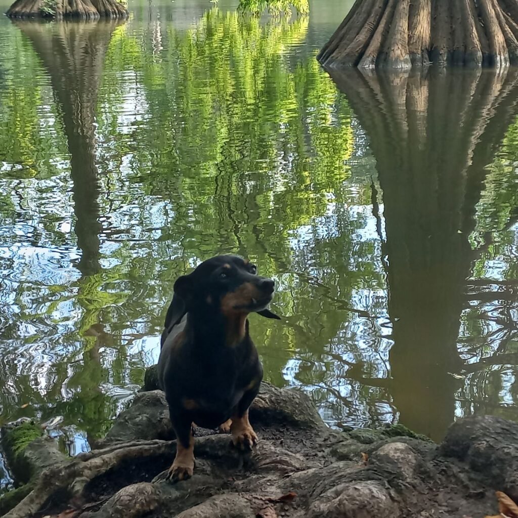 Kép #1 a Tímea képből