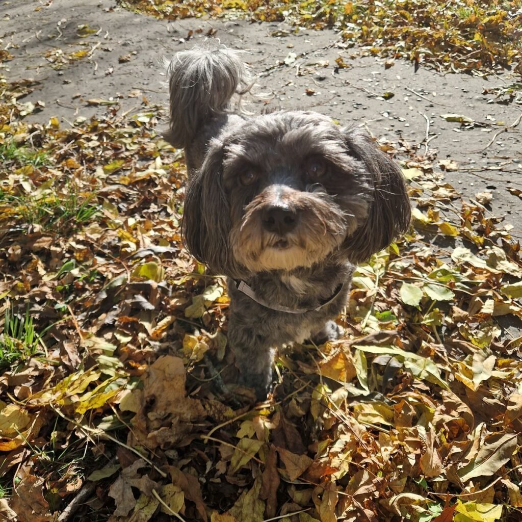 Kép #1 a Brigitta képből