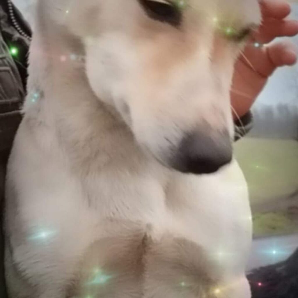 Nagy svájci havasi kutya 216 Kép #2 a Ilona Nagyné Sándor képből