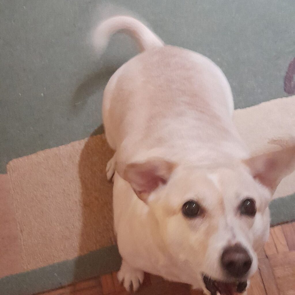 Nagy svájci havasi kutya 215 Kép #1 a Ilona Nagyné Sándor képből