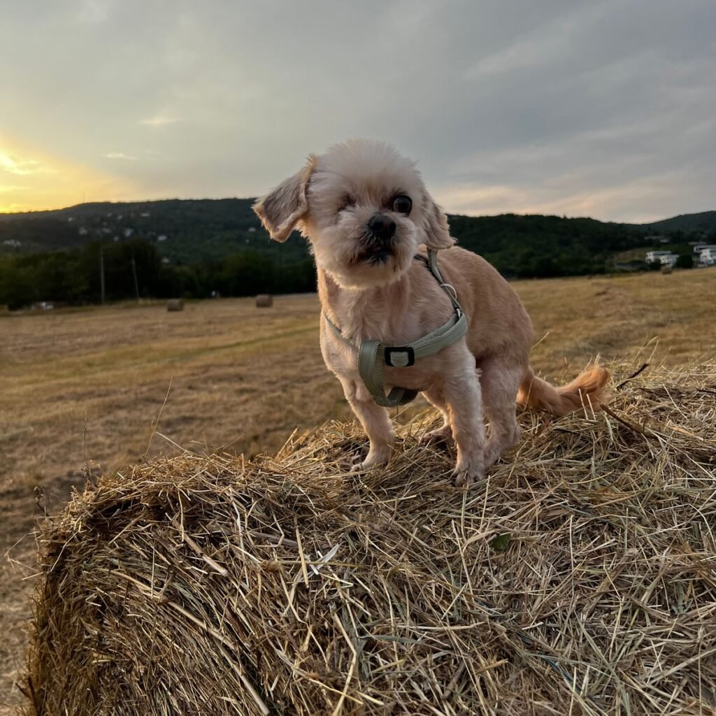 Kép #1 a Ágnes S. képből