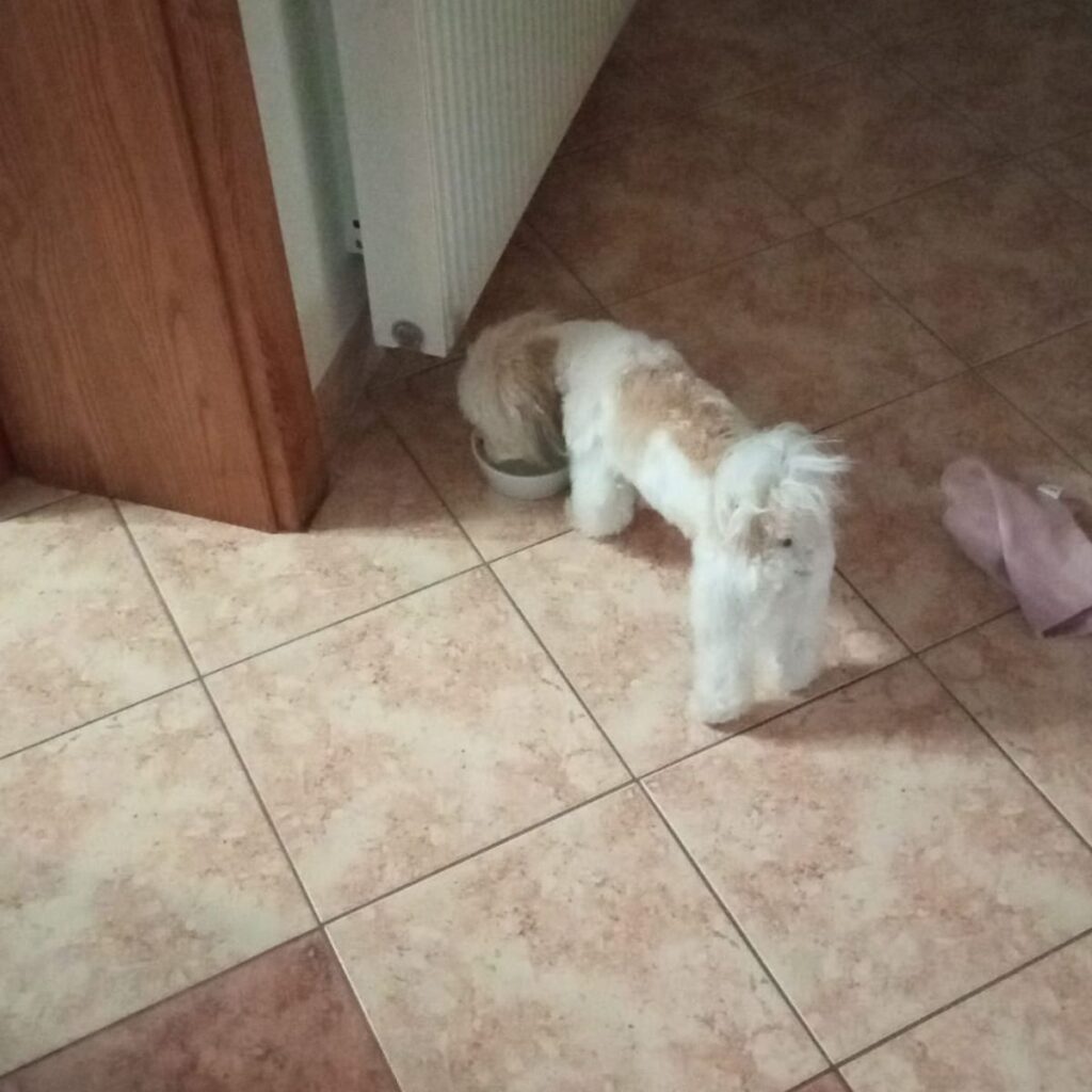 Kép #1 a Zsuzsanna Szabó képből