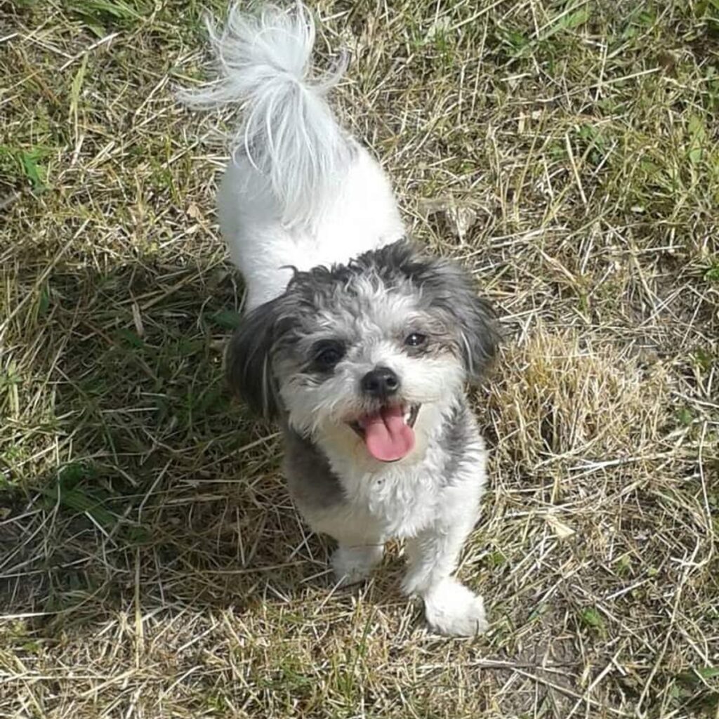 Kép #1 a Tivadar képből