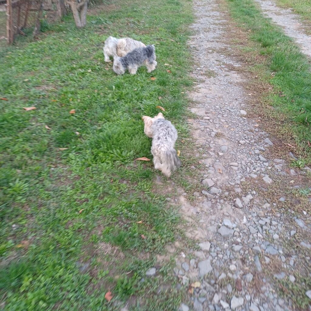 Kép #2 a János Bognár képből