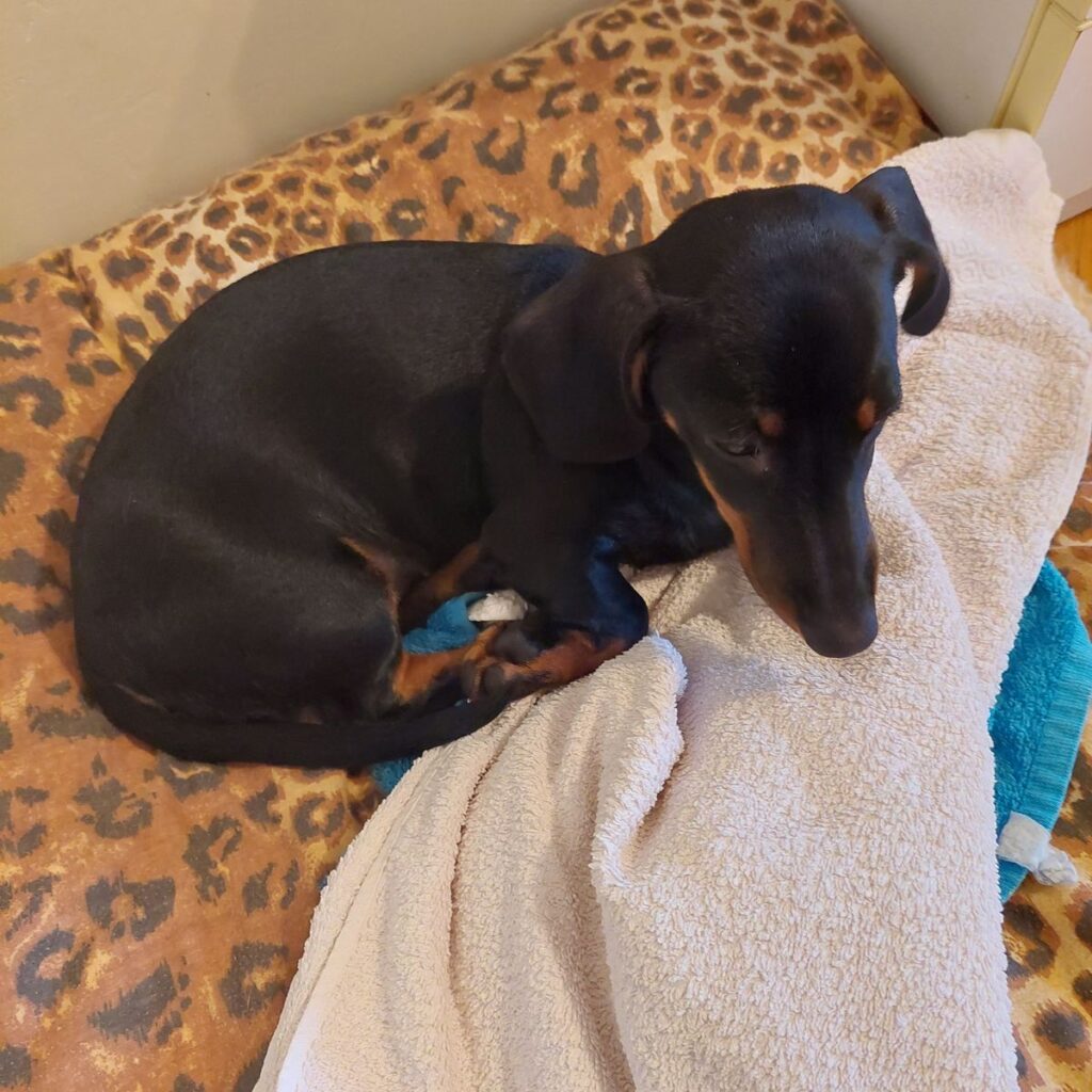 CricksyDog Vélemények, Értékelések 109 Kép #1 a Laszlóne Cs Molnár képből