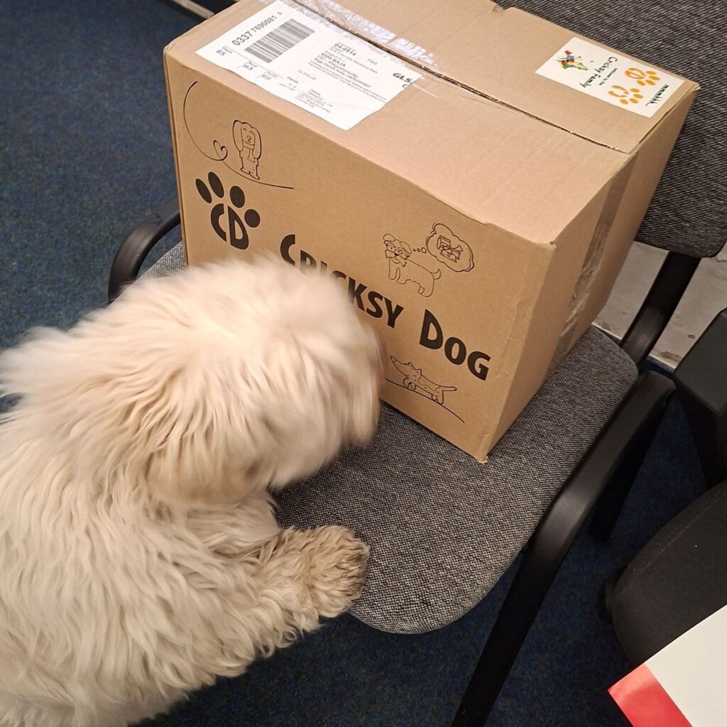 Jack Russell Terrier 178 Kép #1 a Anita N. képből