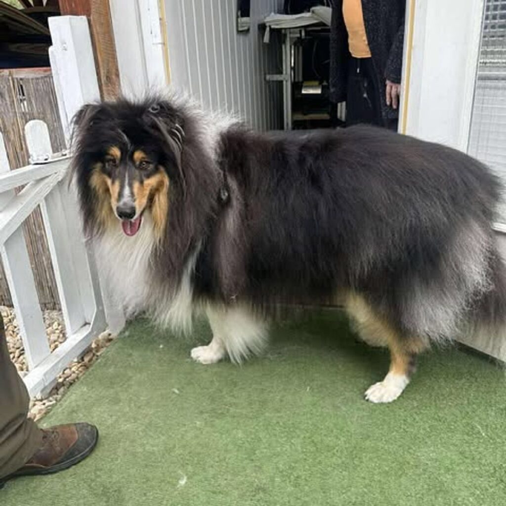 Kép #1 a Józsefné Bejczi képből