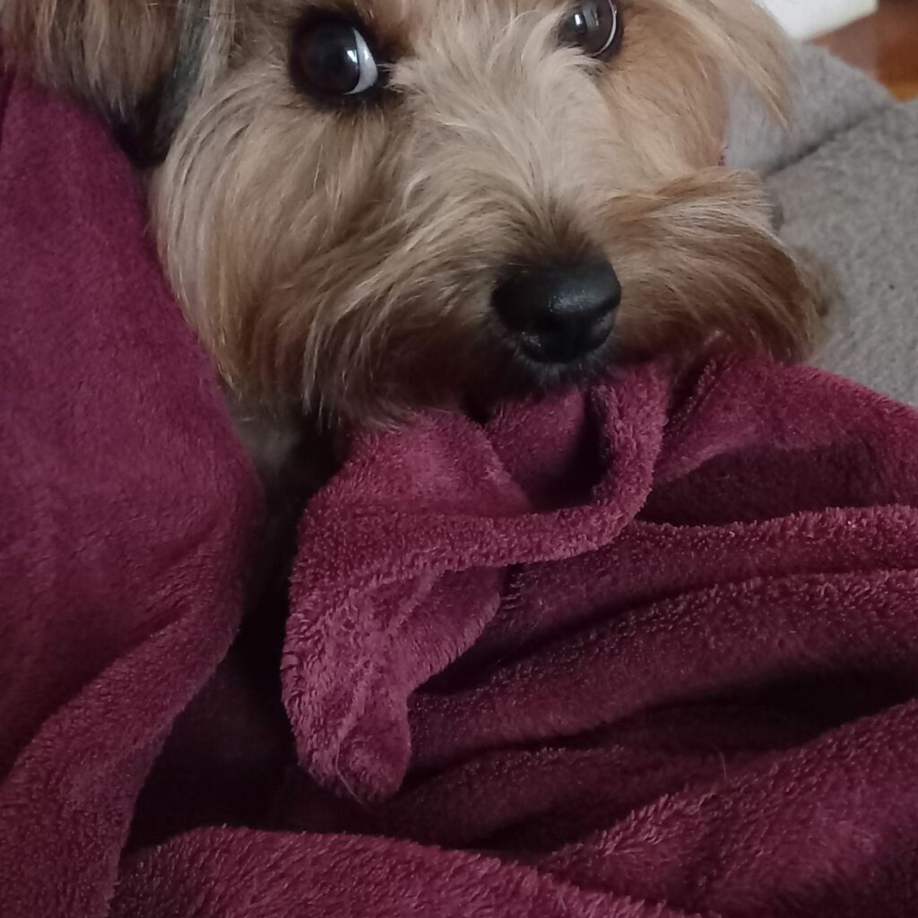 Törpe schnauzer 232 Kép #1 a Márta P. képből