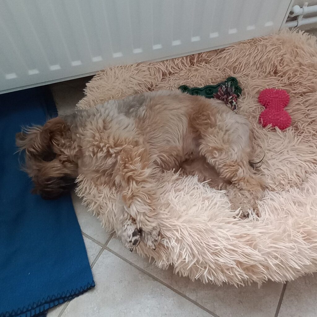 Törpe schnauzer 222 Kép #1 a Márta P. képből