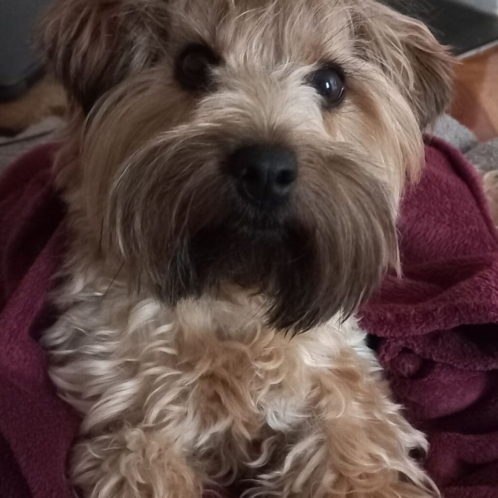 Törpe schnauzer 227 Kép #1 a Márta P. képből