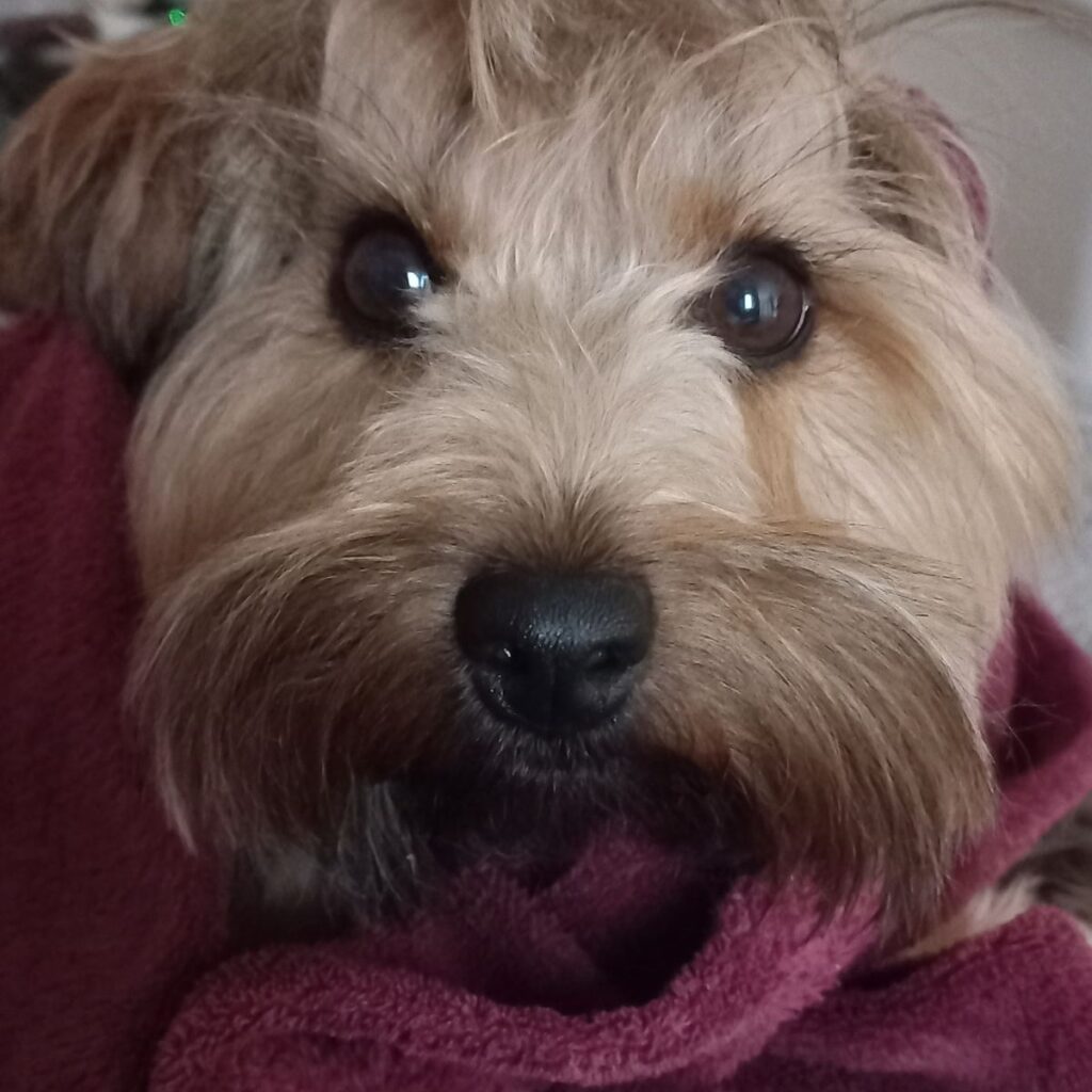 Törpe schnauzer 217 Kép #1 a Márta P. képből