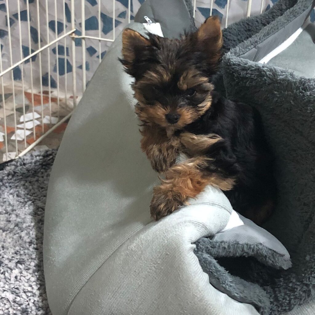 Weimari Vizsla 196 Kép #2 a Névtelen képből