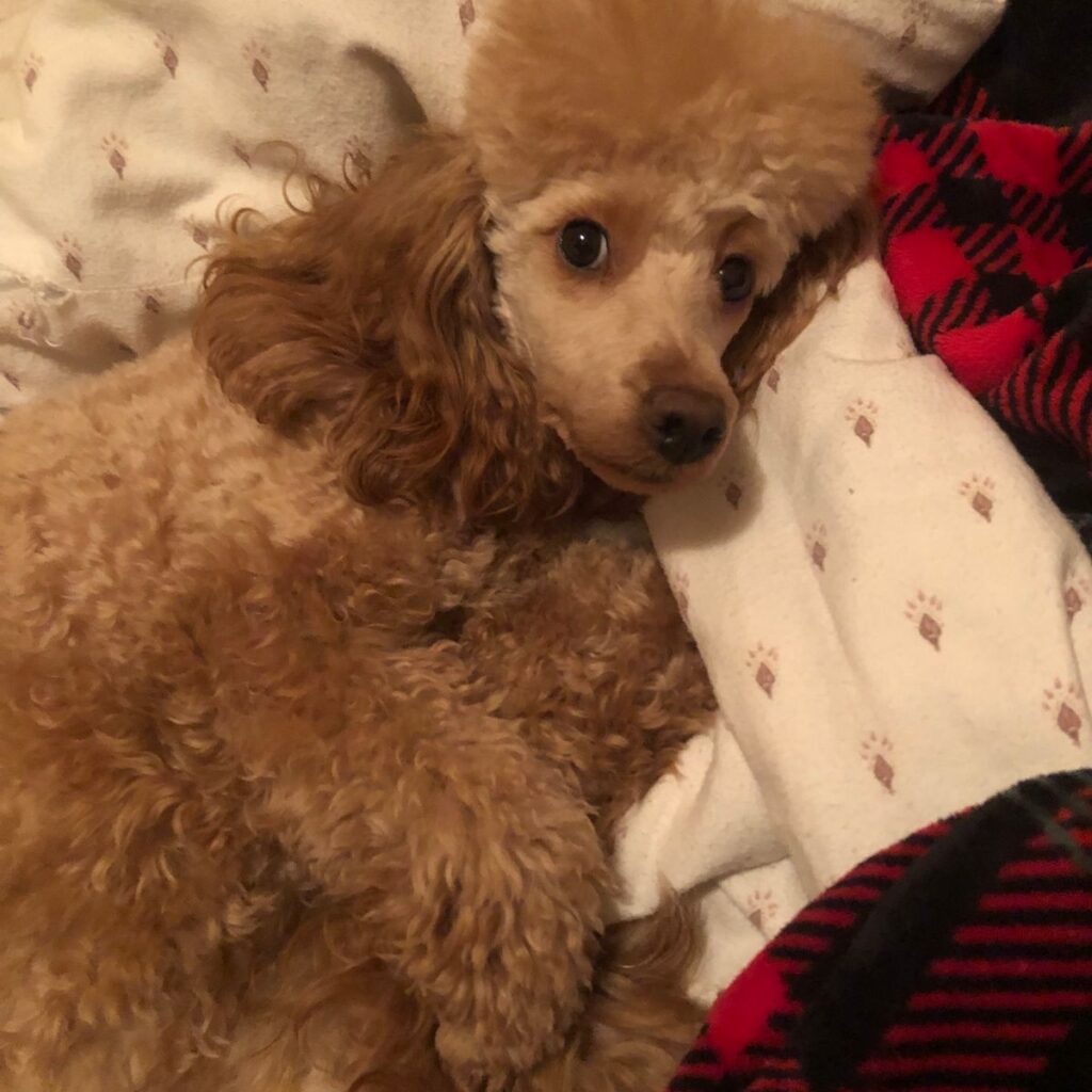 Weimari Vizsla 195 Kép #1 a Névtelen képből