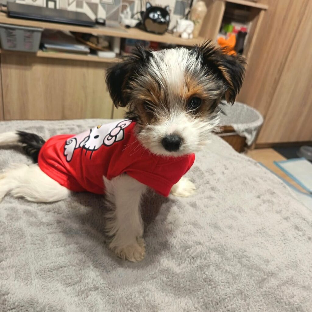 Bichon Havanese 208 Kép #1 a Névtelen képből