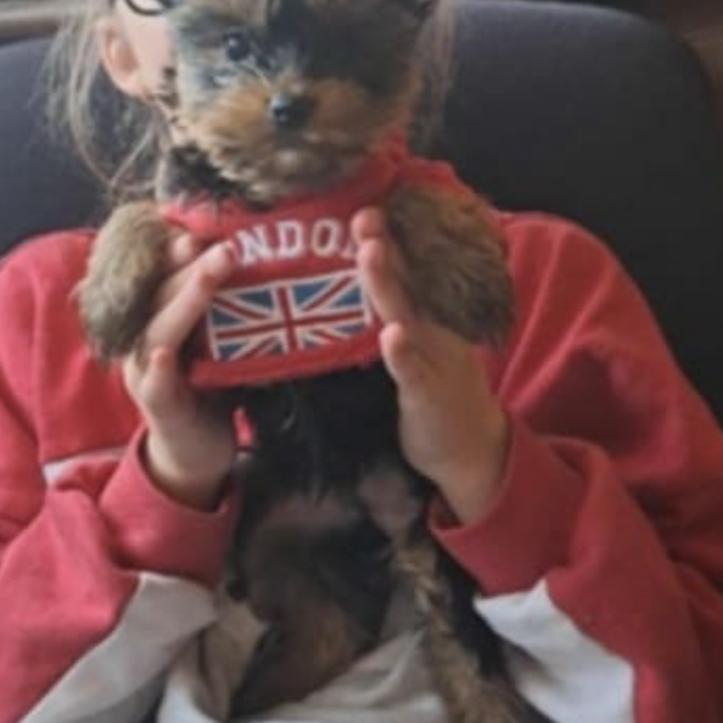 Bichon Havanese 199 Kép #1 a Piroska C. képből