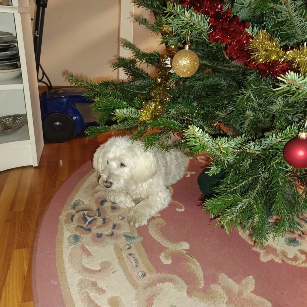 Nagy svájci havasi kutya 180 Kép #1 a Gabor Bodnar képből