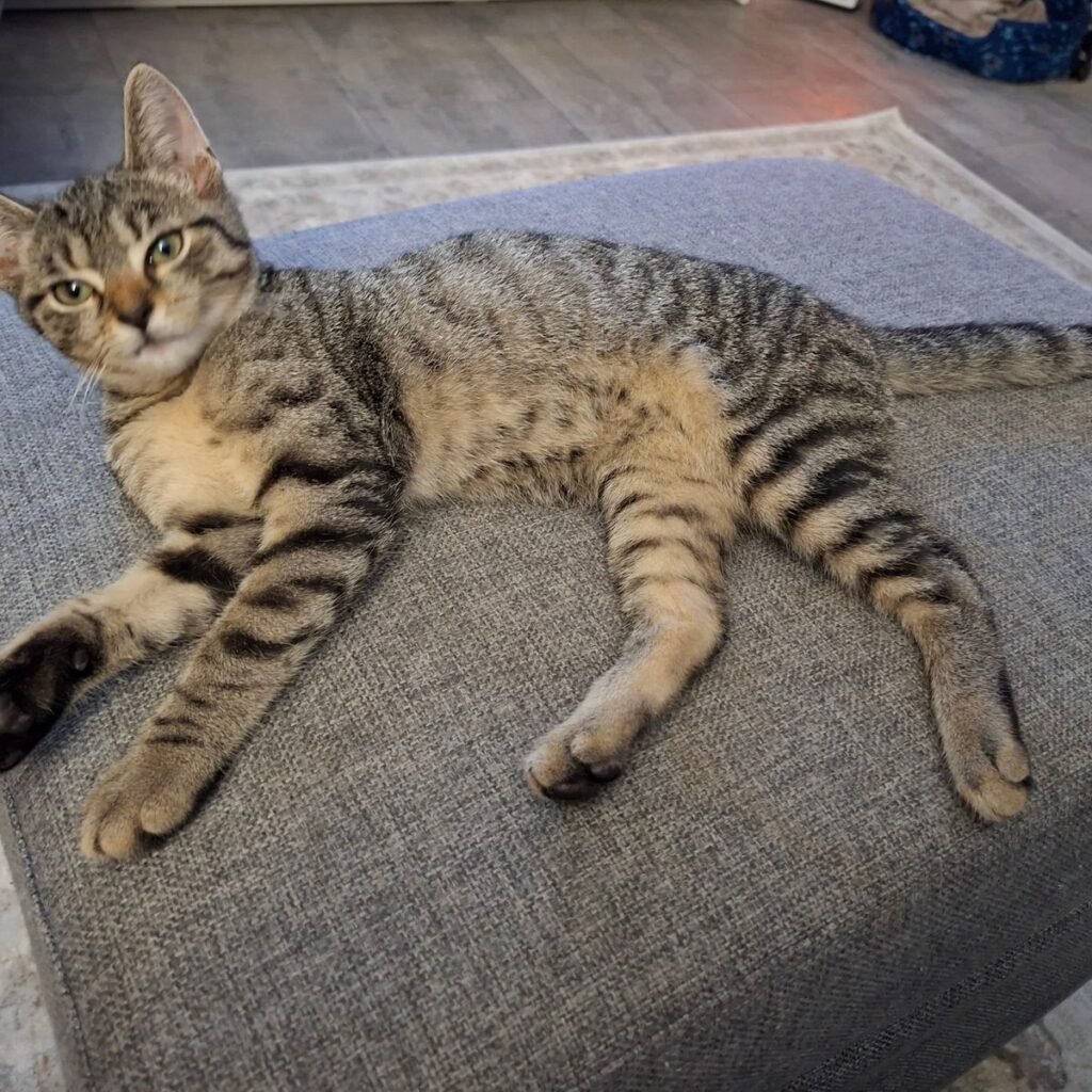 Kínai Shar Pei 183 Kép #1 a Krisztina B. képből