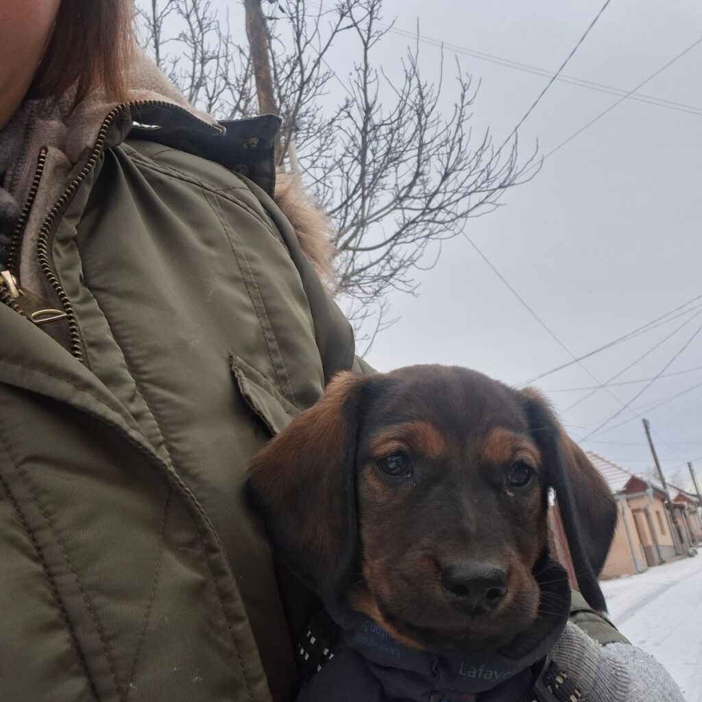 Kínai Shar Pei 184 Kép #2 a Krisztina B. képből