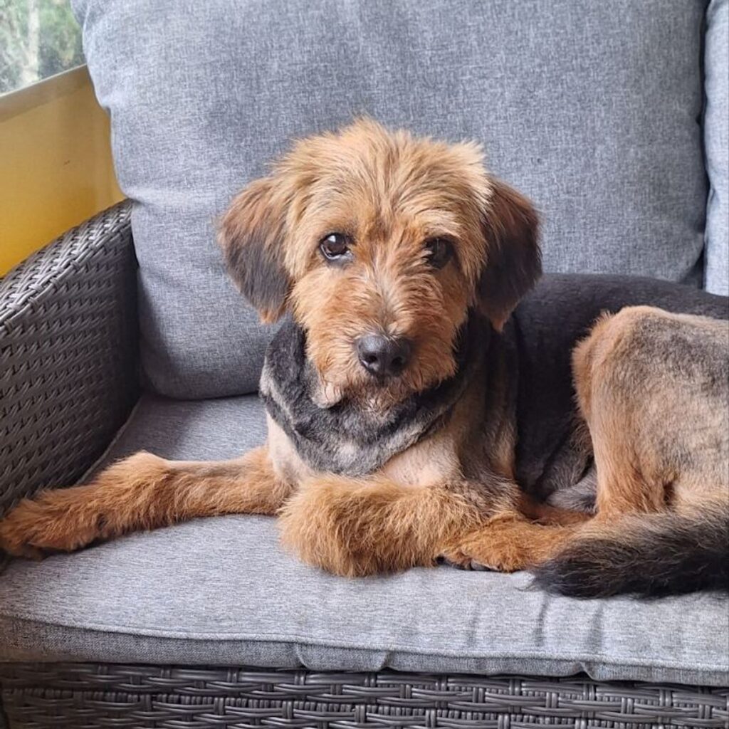 CricksyDog Vélemények, Értékelések 116 Kép #1 a Ilona Vadas képből