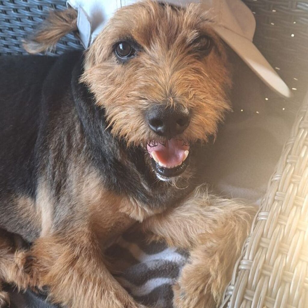 CricksyDog Vélemények, Értékelések 121 Kép #1 a Ilona Vadas képből