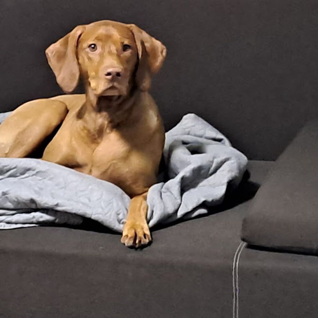 Golden retriever 208 Kép #1 a Eryka képből