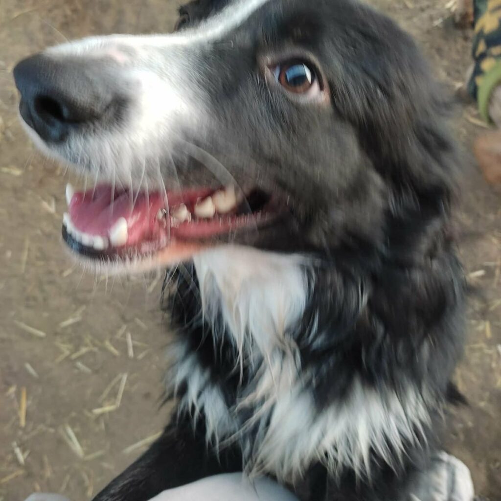 Skót terrier 217 Kép #1 a Katalin Zemlényi képből