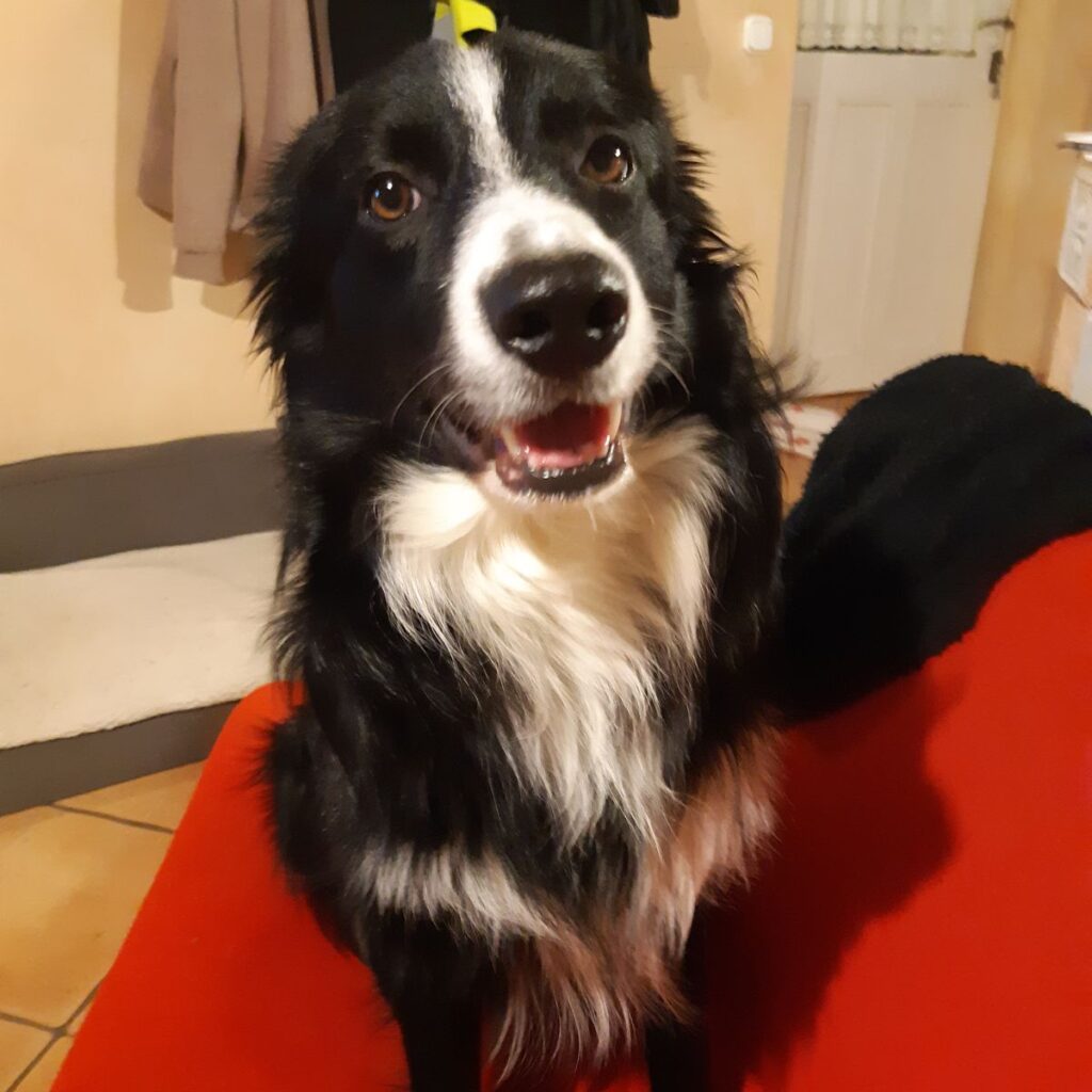 Skót terrier 212 Kép #1 a Katalin Zemlényi képből