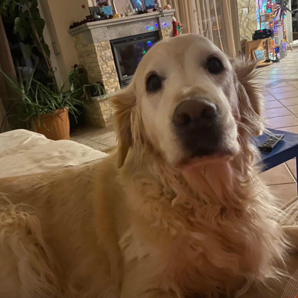 Tibeti masztiff 190 Kép #1 a Kovacs Eva képből