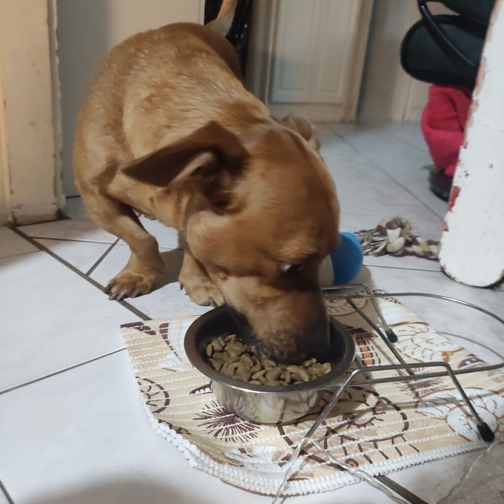 Tibeti masztiff 219 Kép #1 a Bernadett K. képből