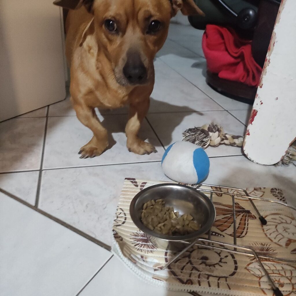 Tibeti masztiff 220 Kép #2 a Bernadett K. képből