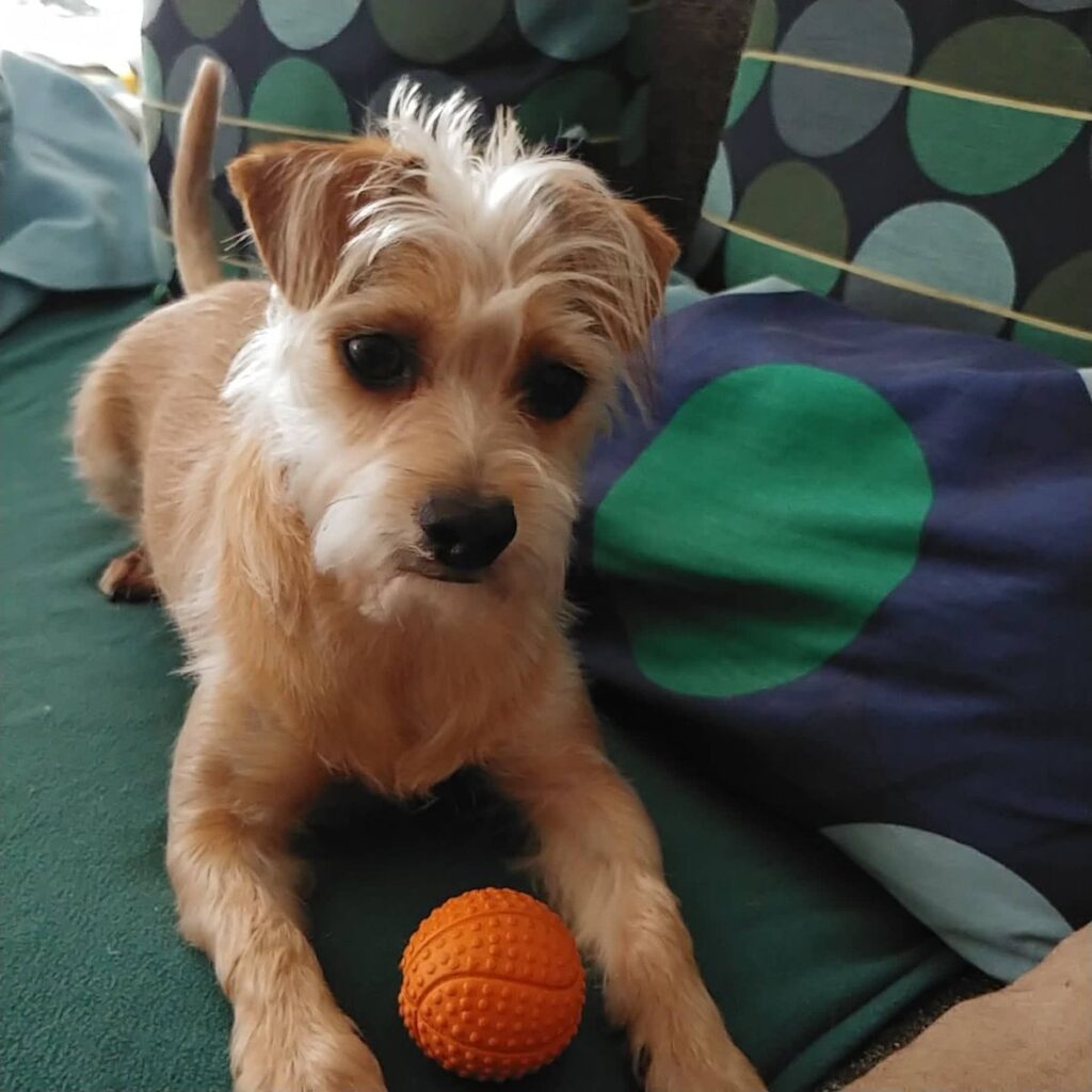 CricksyDog Vélemények, Értékelések 166 Kép #1 a Ilona képből