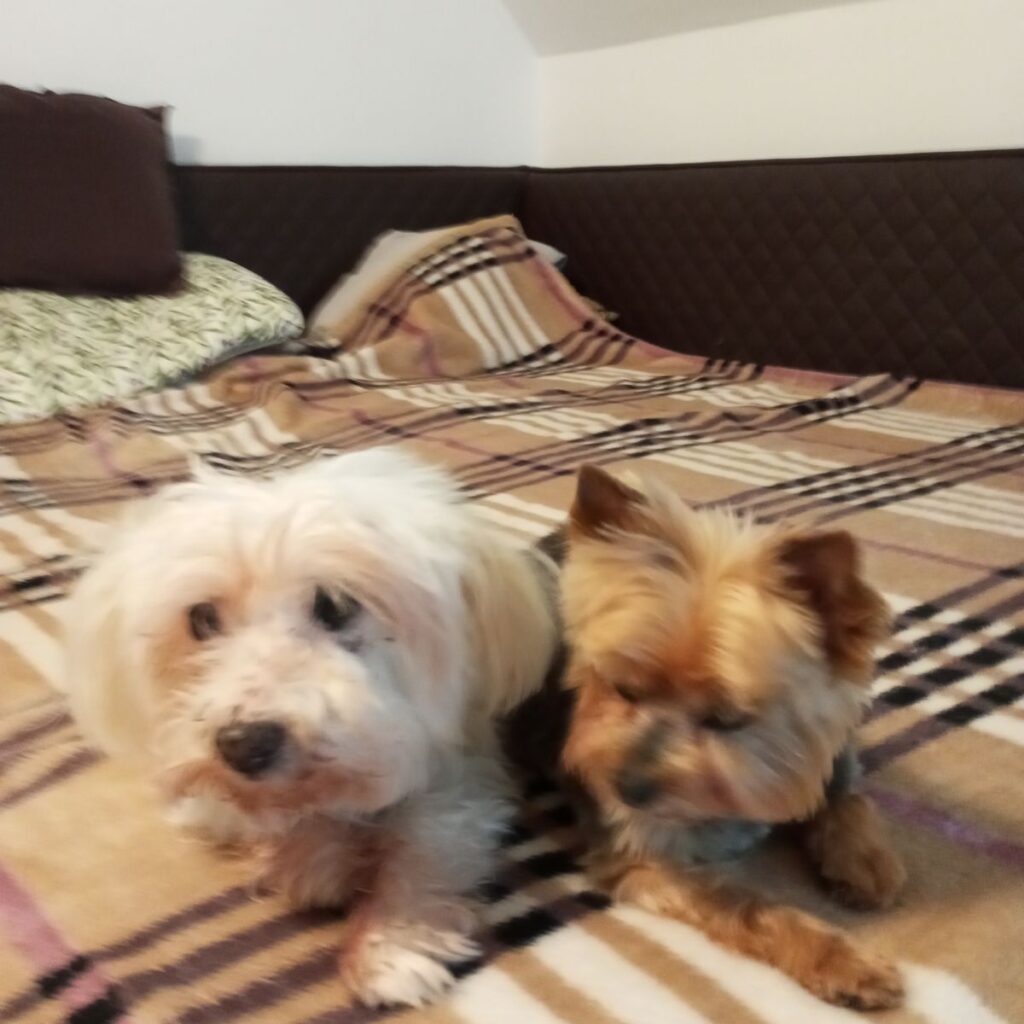 Kép #1 a Ferencné Huszár képből