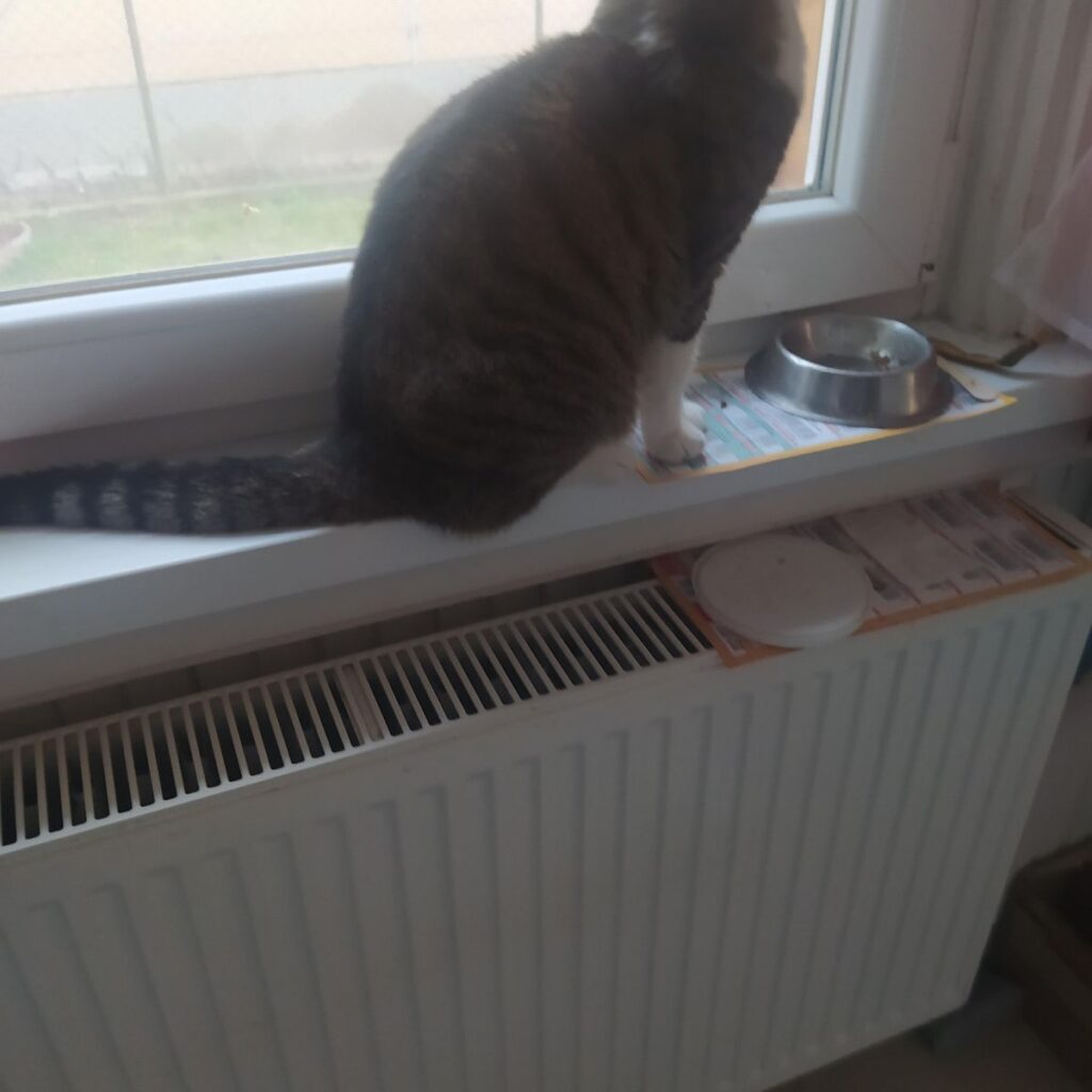 Kép #1 a Ferencné H. képből