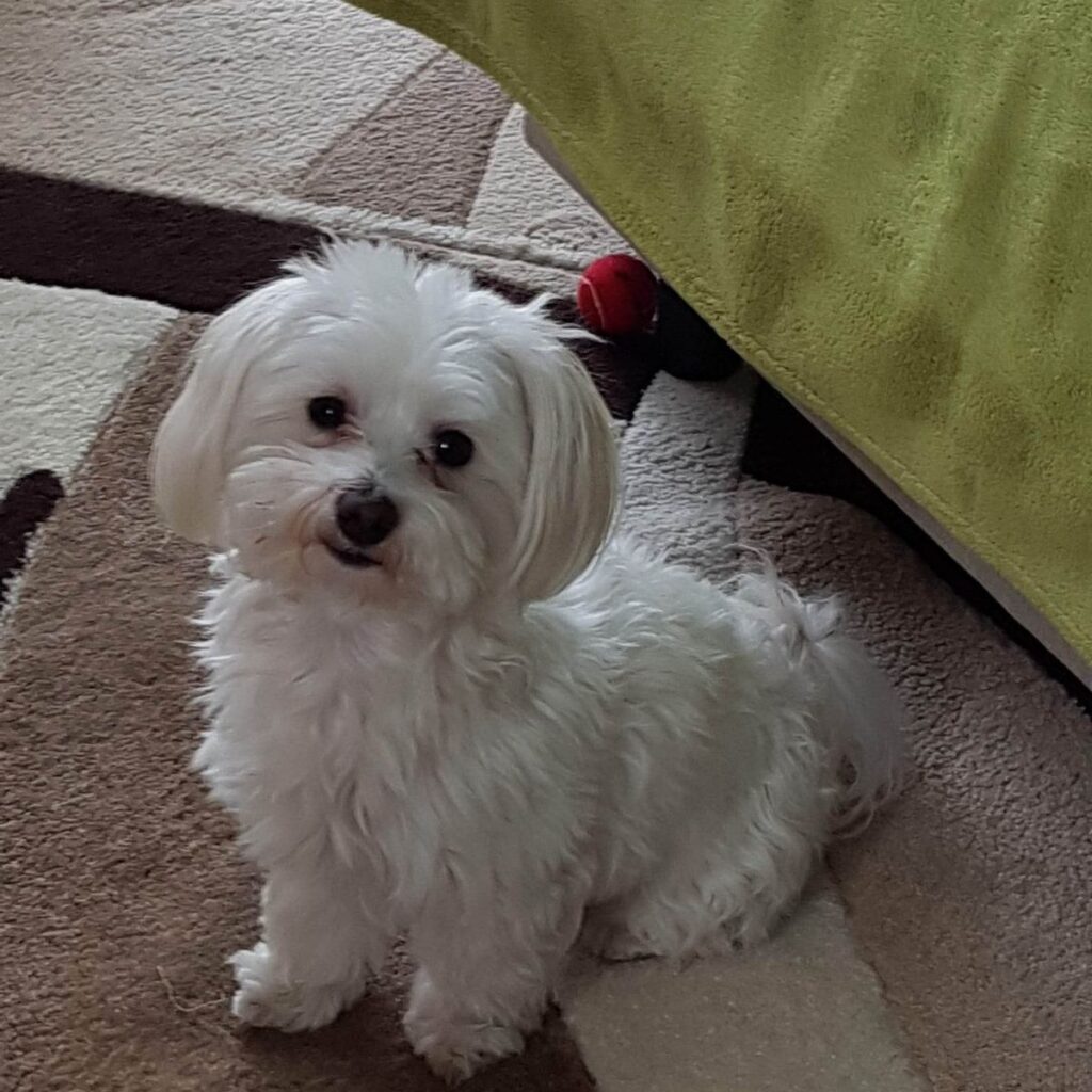 Kép #1 a Dr Kroó Jánosné képből