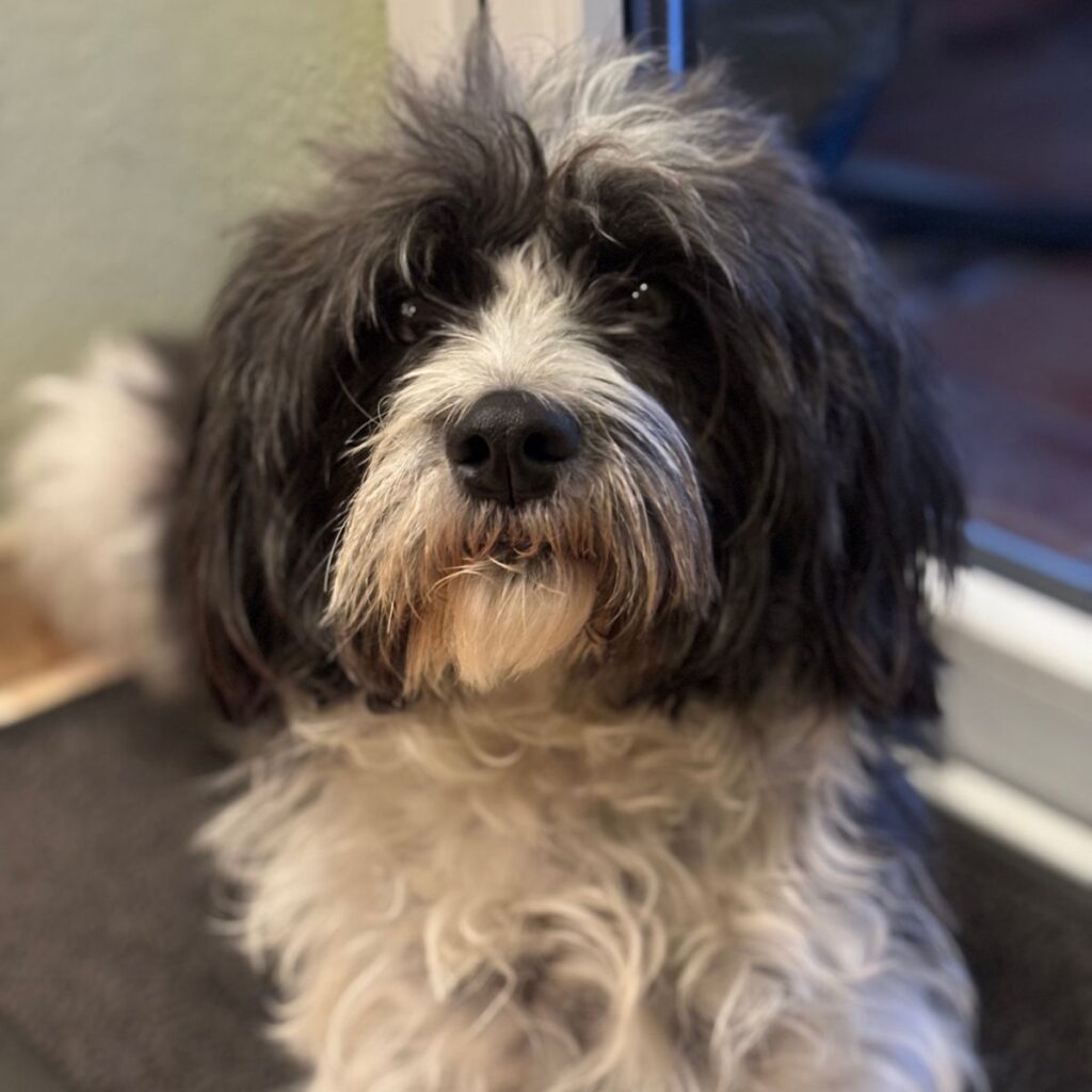 Uszkár 195 Kép #1 a Renáta Urbán képből