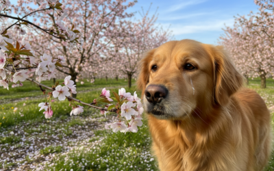 Kutyák és virágzó fák – lehet gond?
