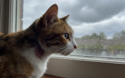 Macska időjárás okozta bőrirritáció – Minden, amit tudnod kell róla!