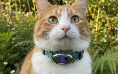 Macska nyakörv gps-szel – Minden, amit tudnod kell róla!
