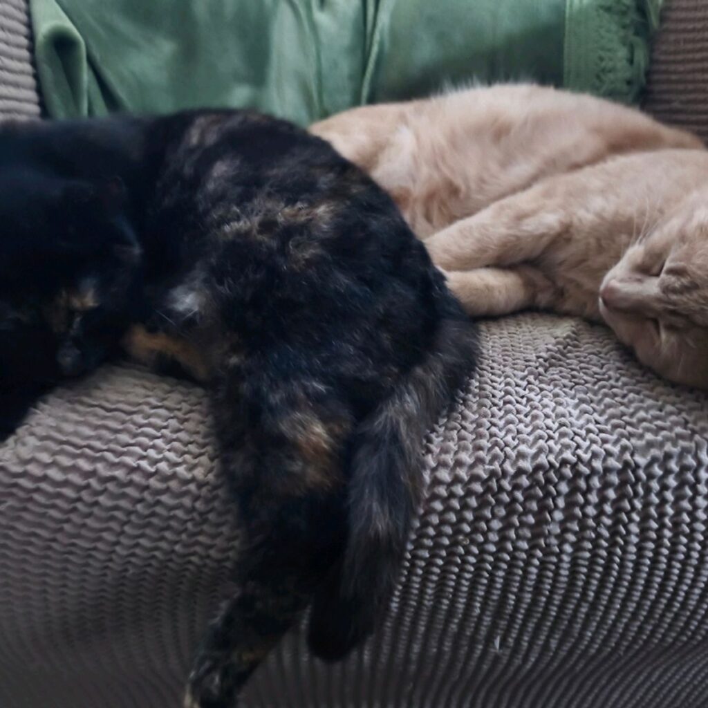 Kép #1 a Zsuzsanna képből