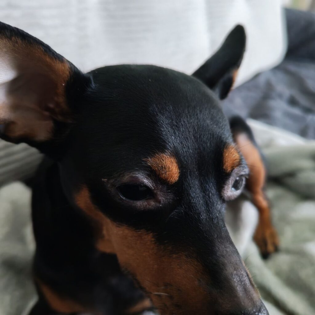 Kép #1 a Zsuzsanna Krasnyánszki képből