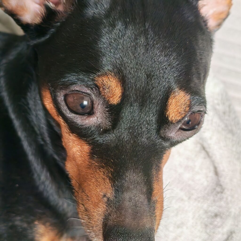 Kép #2 a Zsuzsanna Krasnyánszki képből