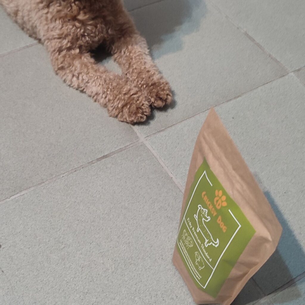 Cardigan Welsh Corgi 252 Kép #1 a Bernadett H. képből