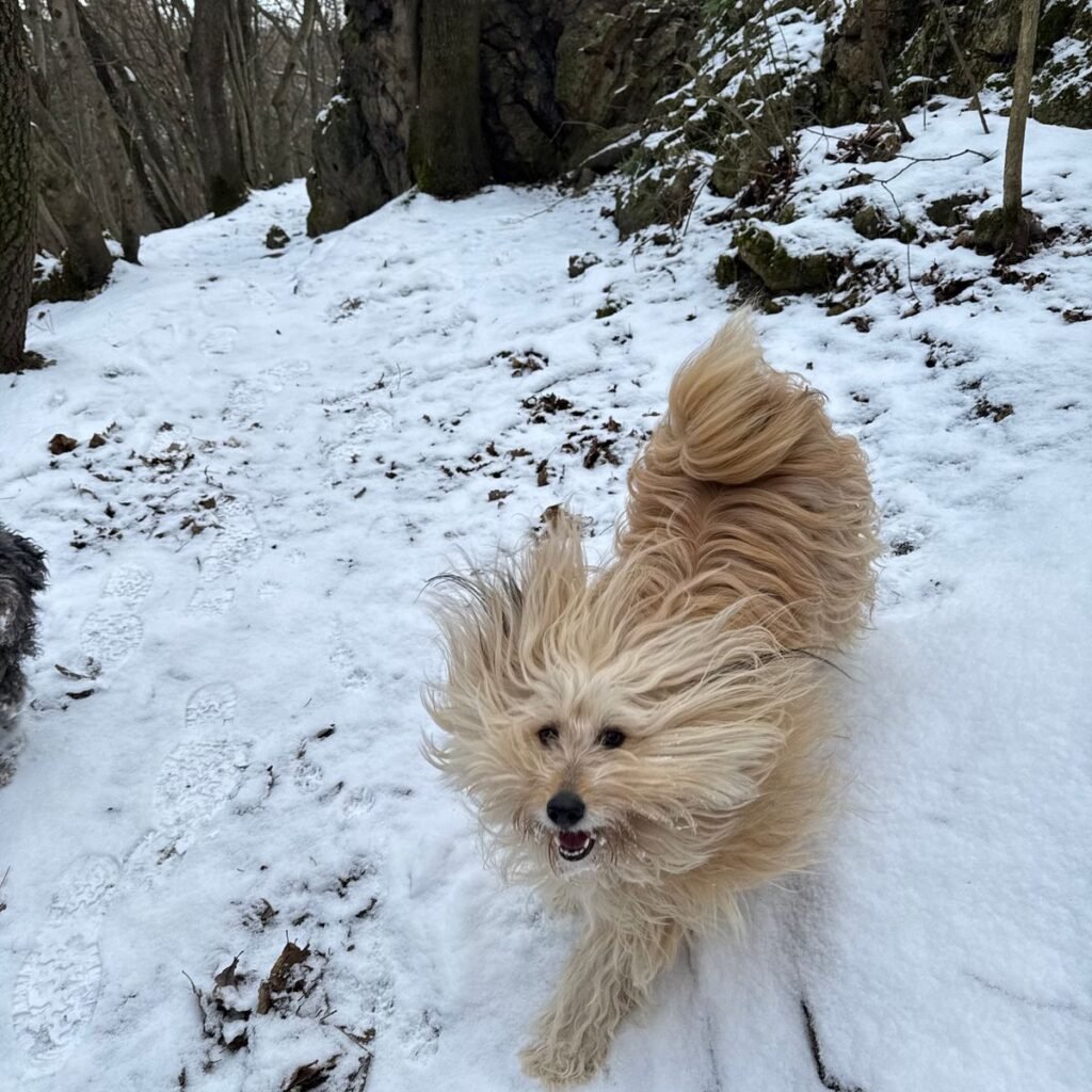 Kép #2 a Andrea Horvath képből