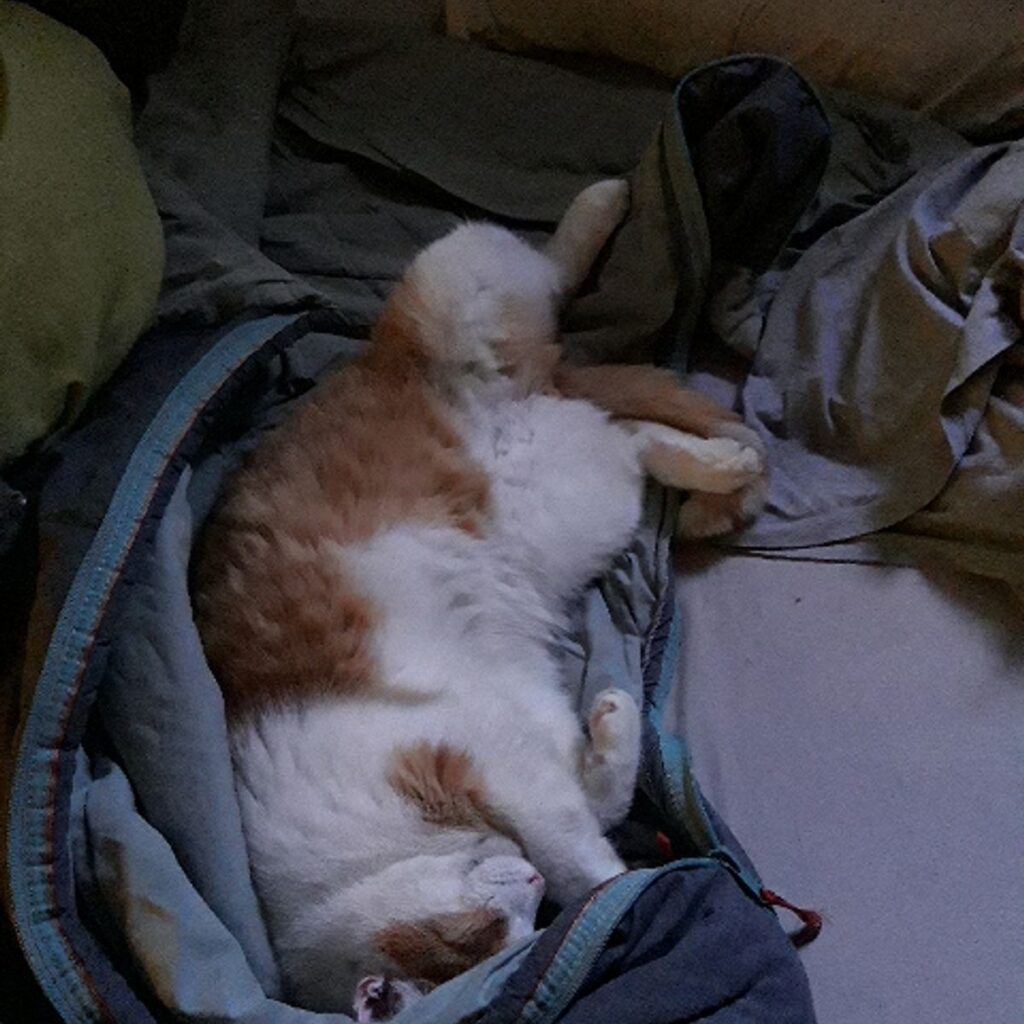 Cocker Spániel 200 Kép #1 a istván dóczi képből