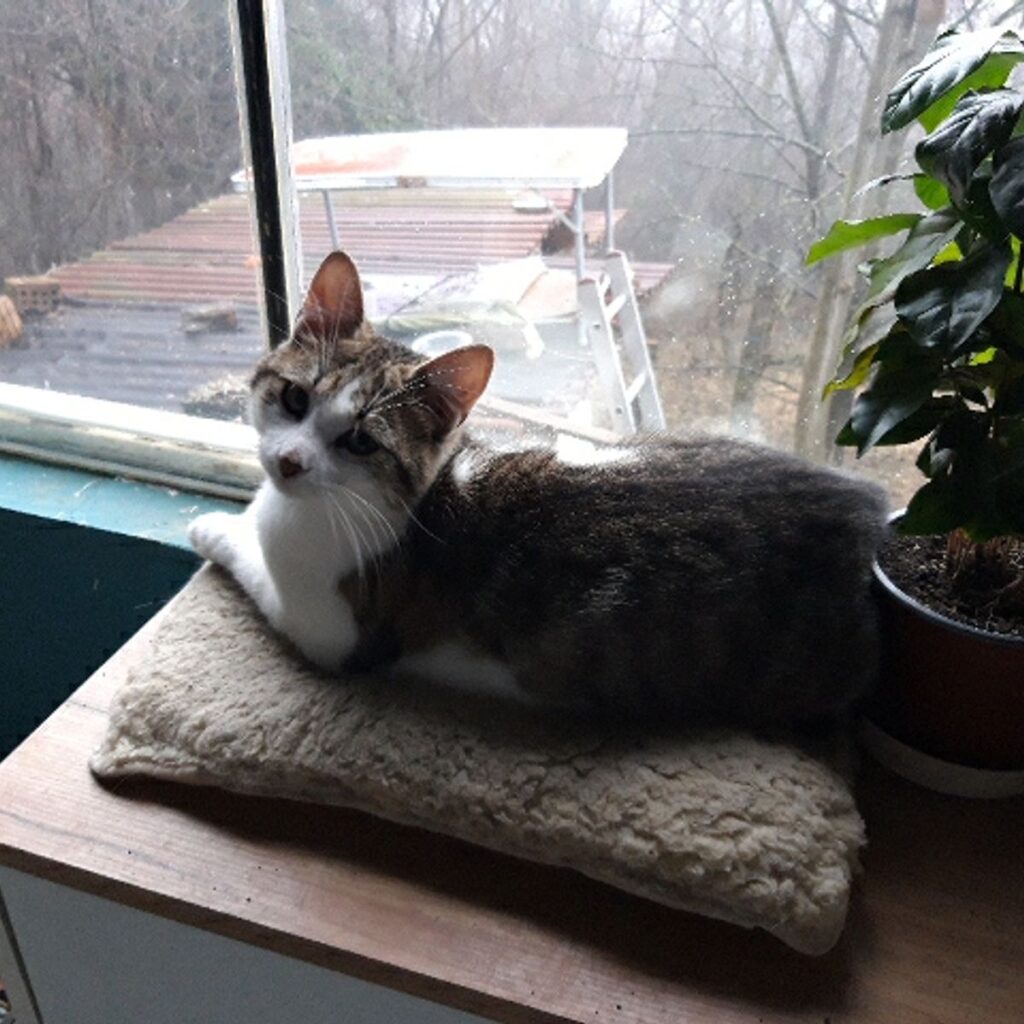 Cocker Spániel 201 Kép #2 a istván dóczi képből