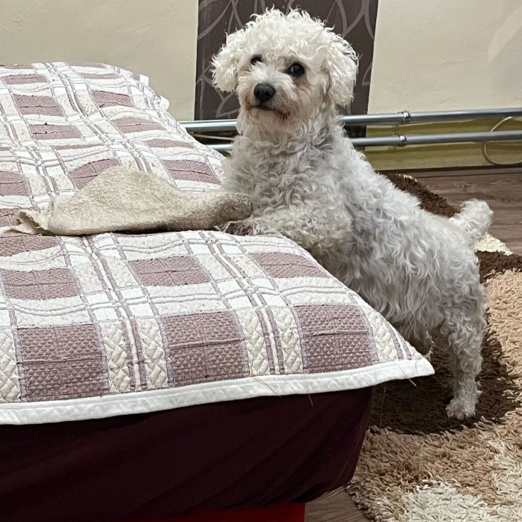 Erdélyi kopó 186 Kép #1 a Barnabásné Kiss képből