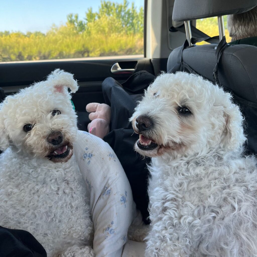 Erdélyi kopó 187 Kép #2 a Barnabásné Kiss képből