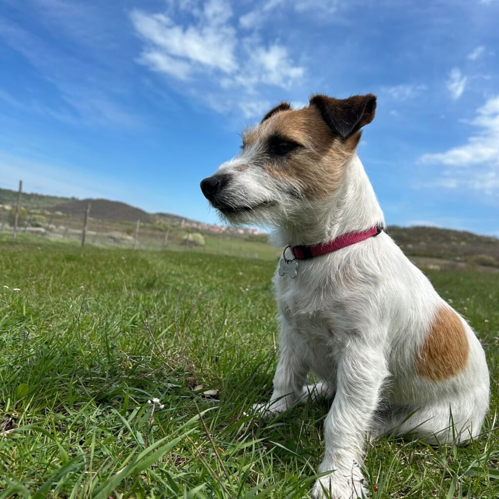 Kép #1 a Antal B. képből